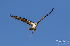 Male Osprey returns to the nest with building material