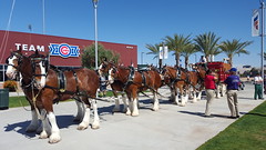 Cubs Spring Training in Mesa