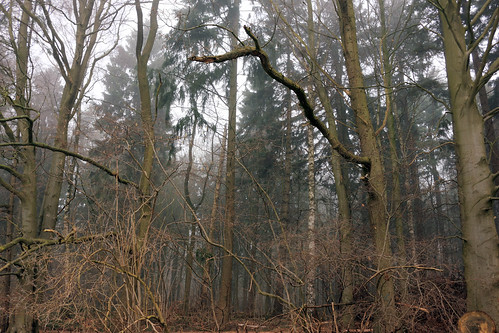 Wald im Nebel (01) • <a style="font-size:0.8em;" href="http://www.flickr.com/photos/69570948@N04/25284805276/" target="_blank">Auf Flickr ansehen</a>