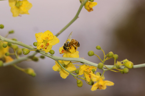 Honeybee, From FlickrPhotos
