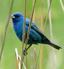 Anglų lietuvių žodynas. Žodis indigo bird reiškia indigo paukštis lietuviškai.