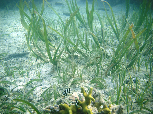 Indo-Pacific seagrass & coral