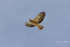 Swainson's Hawk threatens Great Horned owl nest