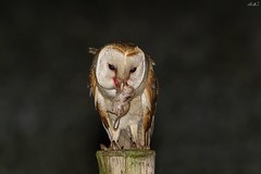 Coruja-das-torres, Barn Owl (Tyto alba)