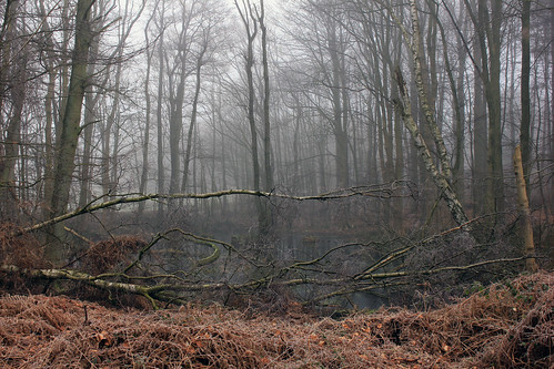 Wald im Nebel (03) • <a style="font-size:0.8em;" href="http://www.flickr.com/photos/69570948@N04/25218119801/" target="_blank">Auf Flickr ansehen</a>