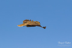 Great Horned Owl flyby sequence - 6 of 10