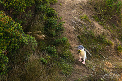 Yellow Penguin Kaitiki Point, Moeraki