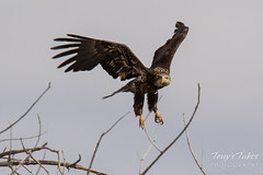 Juvenile Bald Eagle struggles to land - 9 of 27
