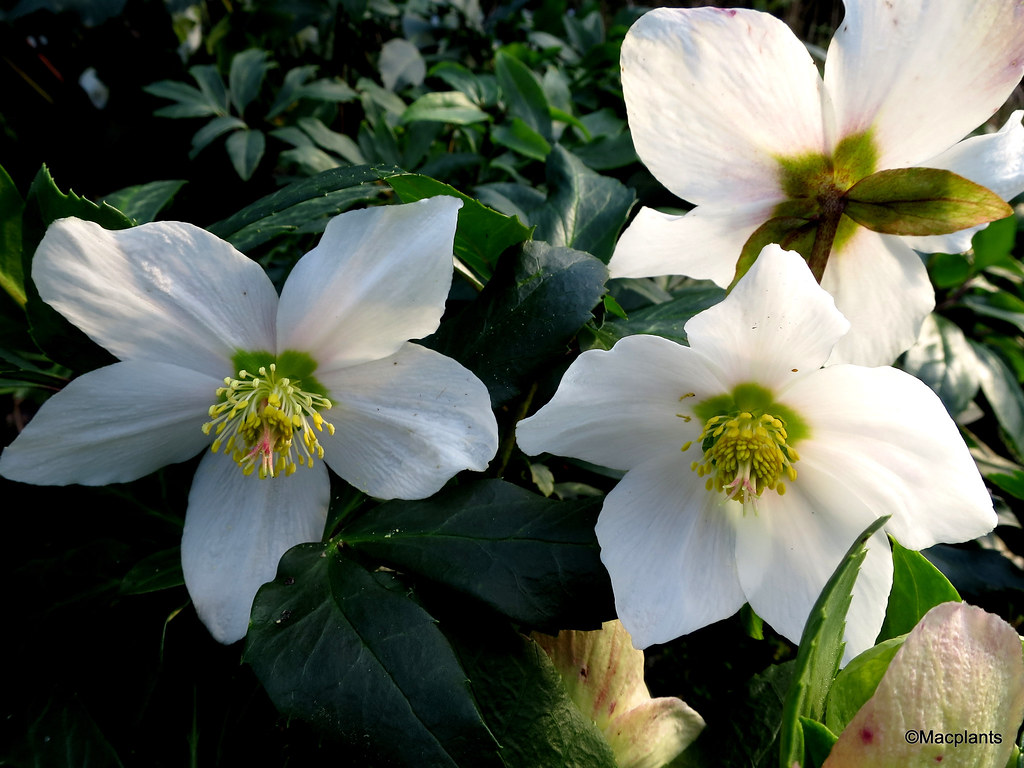 Helleborus niger 'Praecox'