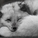 Arctic Fox / Polarfuchs