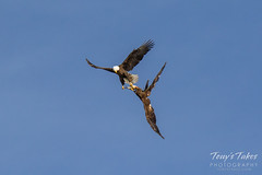 Bald Eagles battle for breakfast - Sequence - 13 of 42
