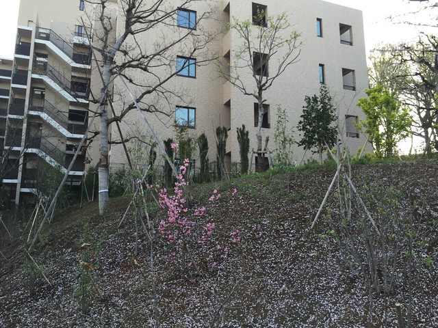 桜が散ってきれいなA棟横