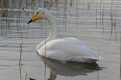 Cygne chanteur - whooper swan