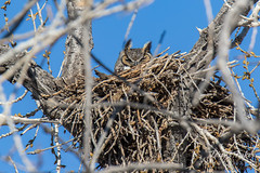 Mama Great Horned Owl keeping the nest and eggs warm