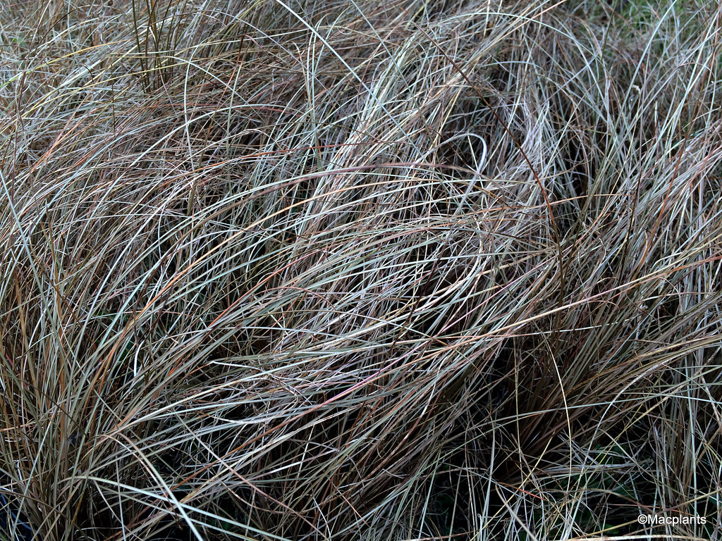 Carex comans bronze-leaved