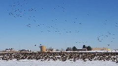 December 27, 2015 - Geese arrive in Bromfield. (David Canfield)
