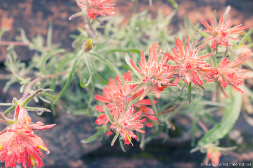 Flowers Zion National Park.