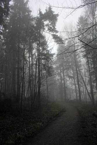 Wald im Nebel (13) • <a style="font-size:0.8em;" href="http://www.flickr.com/photos/69570948@N04/24711884273/" target="_blank">Auf Flickr ansehen</a>
