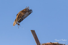 Male Osprey tosses grass toward its nest - Sequence - 2 of 19