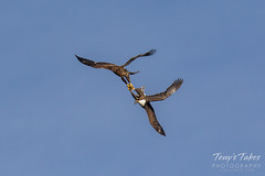 Bald Eagles battle for breakfast - Sequence - 25 of 42