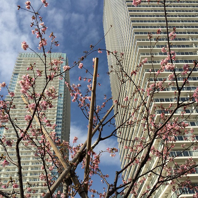 テイアロの前の河津桜が満開です、見ごろは...