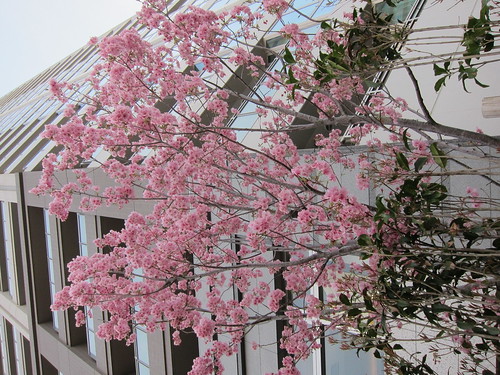 富久クロスに咲いている桜。種類は陽光なん...