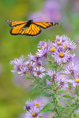 Wildflowers and butterfly