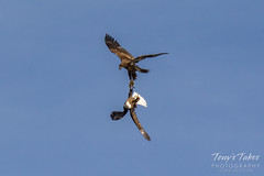 Bald Eagles battle for breakfast - Sequence - 18 of 42