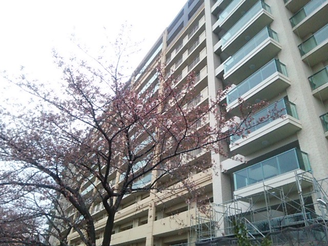 さきほどOKへ買物行くついでに桜の様子見...
