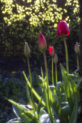 ... tulips through a pinhole ...