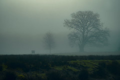 misty field