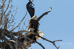 Bald Eagles copulating sequence - 19 of 28
