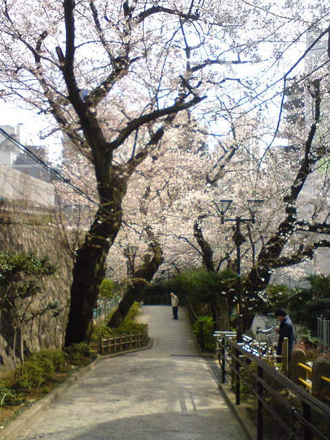 近所の桜が満開になりました。都心のビル街...