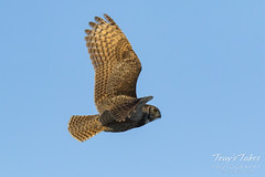 Great Horned Owl flyby sequence - 1 of 10