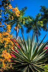Bougainvilla, blue agave and palm trees at the La Finca Osuna.