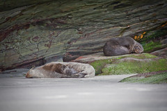 Lazy Seals on Wharariki Beach