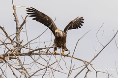 Juvenile Bald Eagle struggles to land - 27 of 27