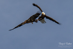 Bald Eagles battle for breakfast - Sequence - 37 of 42