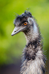 Anglų lietuvių žodynas. Žodis emu reiškia n zool. emu (Australijos paukštis) lietuviškai.