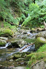 Grüne Wildnis
