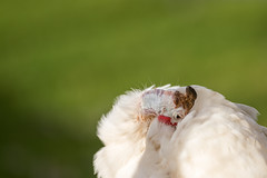 Guinea Fowl Hide And Seek