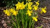 Daffodils by oatsy40, on Flickr