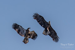 Juvenile Bald Eagle tries to steal away a fish - sequence - 5 of 9