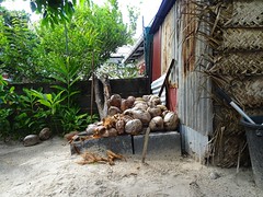 La salle de torture des cocos