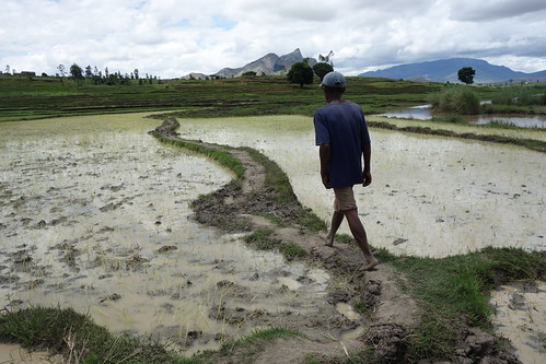 Un guide nous fait traverser le labyrinthe de rizières