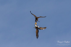 Bald Eagles battle for breakfast - Sequence - 27 of 42