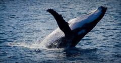 Tonga - Humpback whale breach (c)2012 Simon K. Ager (Flickr)