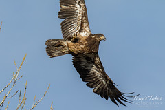 Startled Bald Eagle takes flight