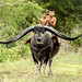Asia,Thailand,The boys riding on the backs of very long horn buffalo in a field.