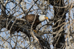 Bald Eagle flies and dines